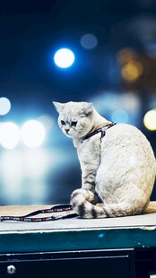 优雅猫咪端坐于台
