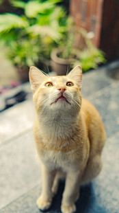 仰头的可爱橘猫