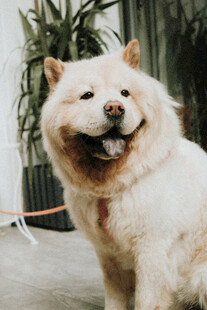 微笑的松狮犬