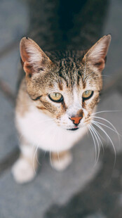 可爱斑纹猫咪特写