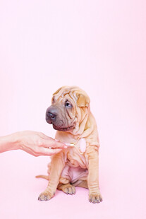 抚摸可爱幼犬瞬间