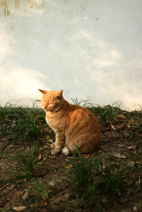 阳光下的橘猫