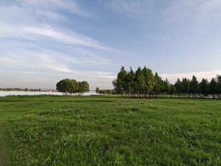 蓝天白云 草地 树木