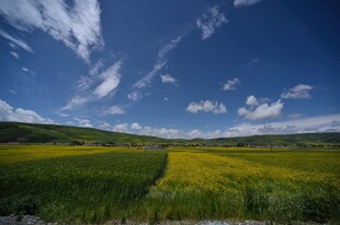 田园风光中的灿烂油菜花田