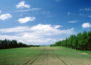 广袤田野与蓝天绿树美景