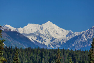 雪山下的茂密森林景观