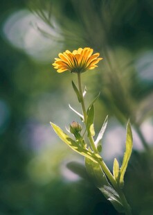黄色小花特写