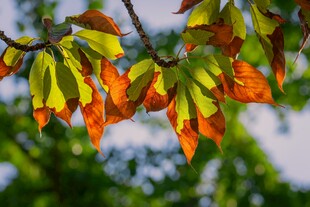 秋日枝头斑斓树叶