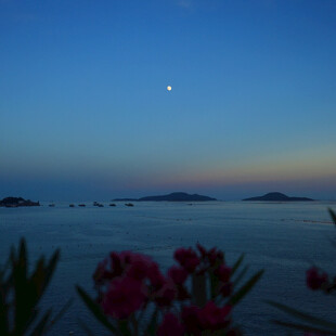 月夜湖畔繁花美景