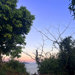 黄昏时分的林间与远处海景