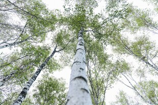 仰视挺拔白桦树树冠