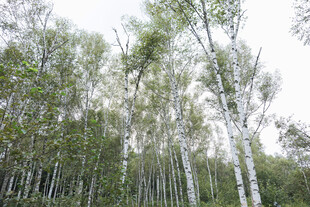 挺拔白桦林风景