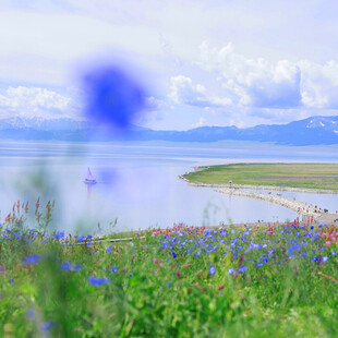 湖畔花海美景