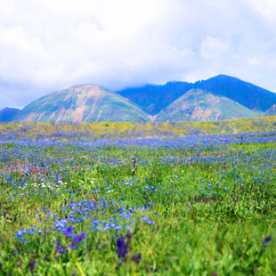 花海与远山的美丽景致