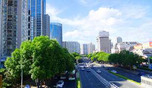城市街道绿树高楼景观