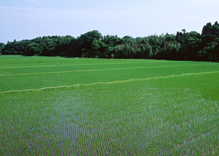 稻田