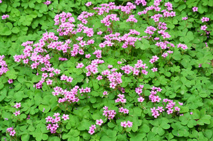四叶草粉色花