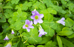 四叶草花