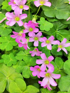 四叶草花