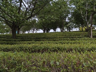 茶园