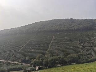 茶山