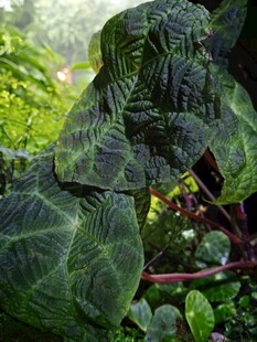 帝王花烛皱叶变种   皱叶花烛