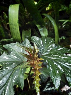 秋海棠 苏菲