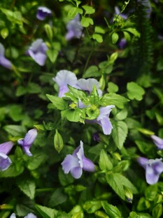 蓝蝴蝶  夏堇 兰猪耳