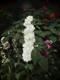 白色重瓣紫罗兰 草桂花 四桃克