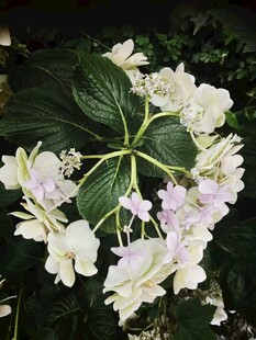 蒂亚娜  舞会大花绣球 白天使
