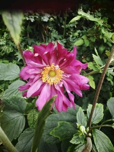 重瓣秋牡丹  野棉花  吹牡丹