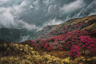 山间绚烂花海云雾缭绕