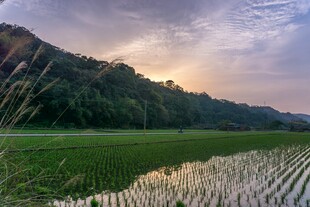 田园暮色中的稻田与远山