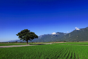 田野孤树远山蓝天美景