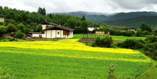 田园油菜美景