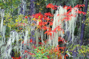 山林中多彩植物与垂挂苔藓