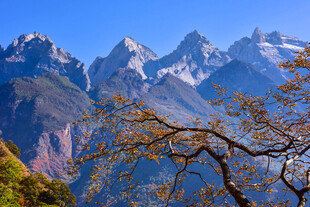 雪山前的孤树美景