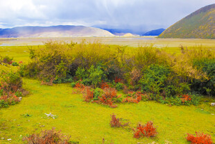 草原多彩植被与远山美景