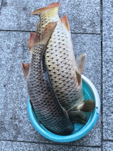 盆中鲜活鲤鱼