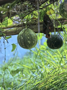 藤蔓间悬挂的特色绿瓜