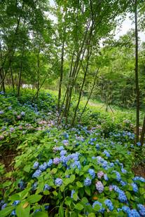 林间蓝花绽放的自然美景
