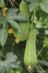 藤蔓上的翠绿丝瓜