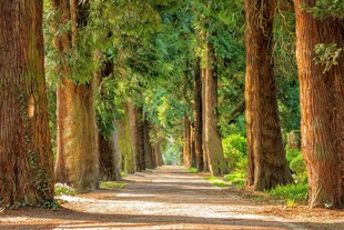 林荫路