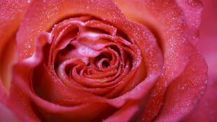 花蕊