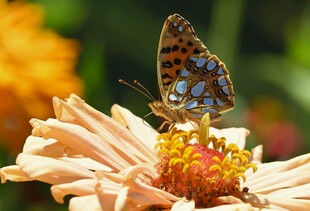 蝴蝶停驻于柔美花朵上