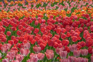 多彩郁金香花海