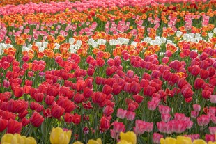 五彩斑斓郁金香花海