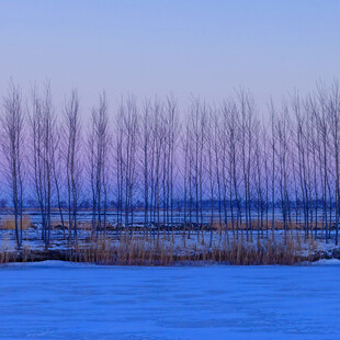 冬日河畔树林雪景