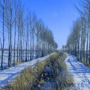 冬日雪覆林间小路