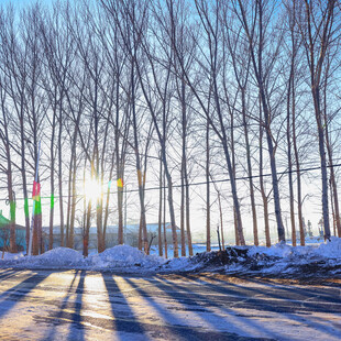 冬日林间雪路阳光美景